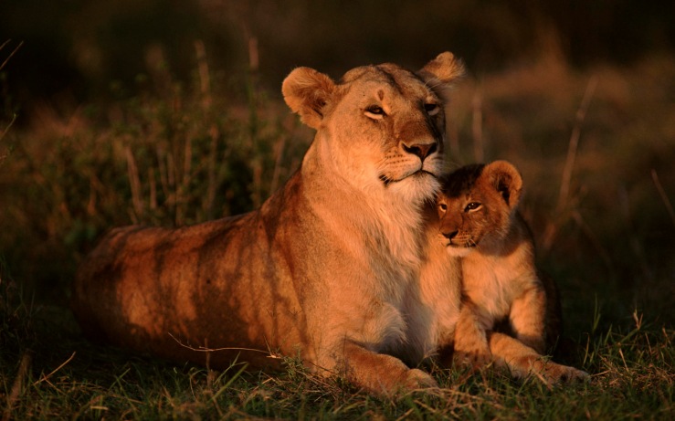 mothers-day-lion-6